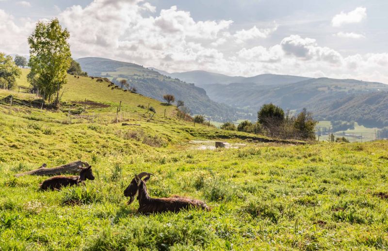 animal roulotte cantal auvergne salers chaux revel