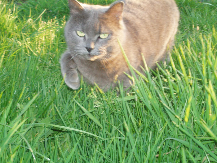 animal roulotte cantal auvergne salers chaux revel