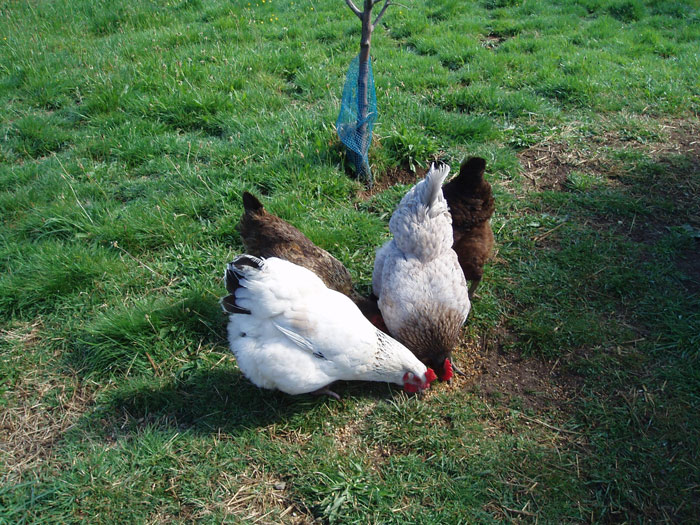 animal roulotte cantal auvergne salers chaux revel