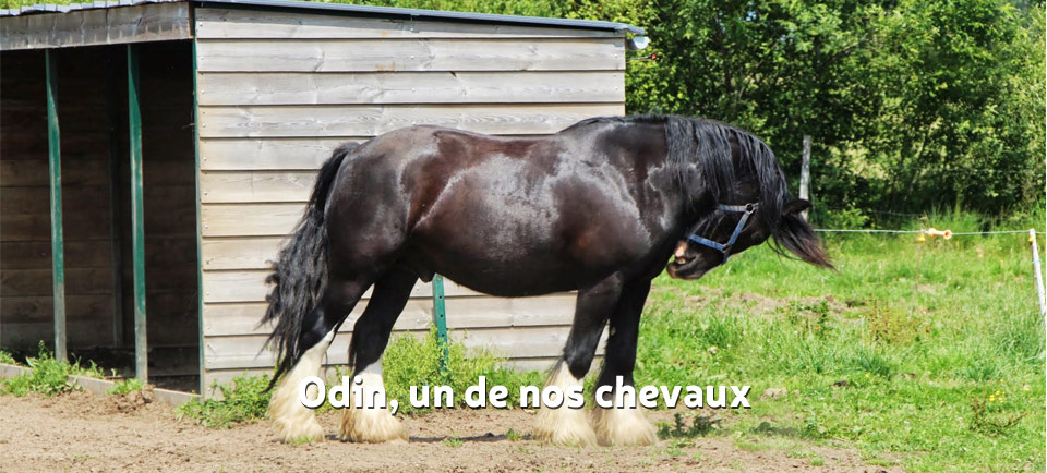 Odin, cheval - chaux de revel