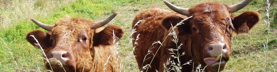 vache sauna cantal auvergne