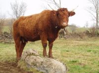 vache salers cantal