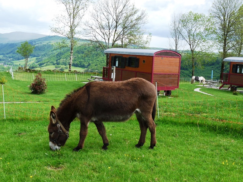 animal roulotte cantal auvergne salers chaux revel