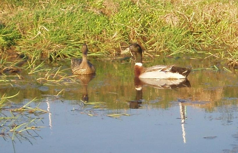 animal roulotte cantal auvergne salers chaux revel