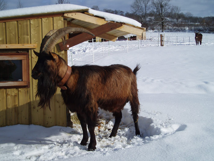 animal roulotte cantal auvergne salers chaux revel