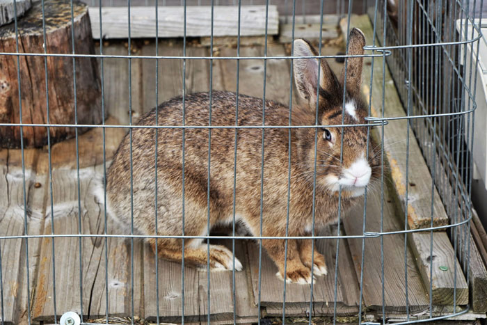 animal roulotte cantal auvergne salers chaux revel