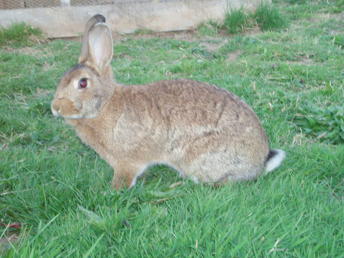 animal roulotte cantal auvergne salers chaux revel